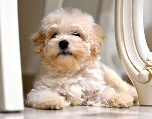 a cross between a Maltese lapdog and a miniature poodle