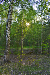warm sunset in the green summer forest