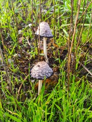 mushroom in the forest