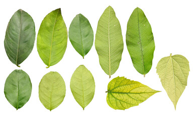 Lemon, Guava and night flowering jasmine leaf texxtures