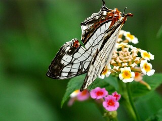 イシガケチョウ 1