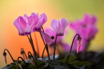 Ciclamini rosa
