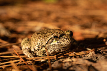 Closeup of brown toad among pine needles on the ground