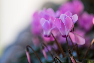 Ciclamini rosa
