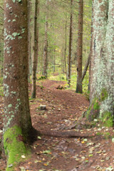 Fototapeta premium Green forest showing beautiful natural hikingtrail