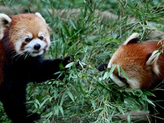 レッサーパンダ6