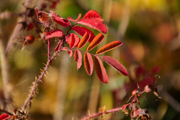 Red Leaves of a Rose Bush