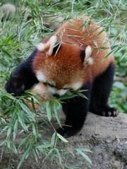 red panda in the forest
