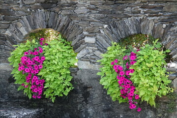 Bepflanzte Mauer an der Isola Madre, Lago Maggiore