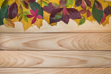 Autumn background with colored leaves on wooden board