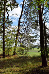 Wald und Pilze