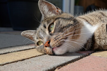 Portrait or close up of a domestic grey cyper cat lying in the garden. with grey background.