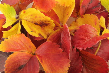 Obraz premium Autumn leaves in red, orange and yellow, autumnal background