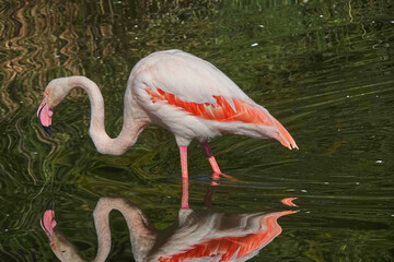Beautiful pink flamingo in the water of the pond.
