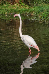 Beautiful pink flamingo in the water of the pond.