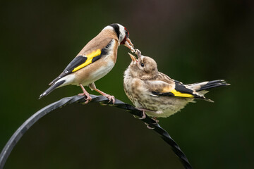 Goldfinch feeding chick
