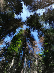 Fototapeta premium Beautiful high pines high in the mountains