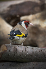 Goldfinch in the garden