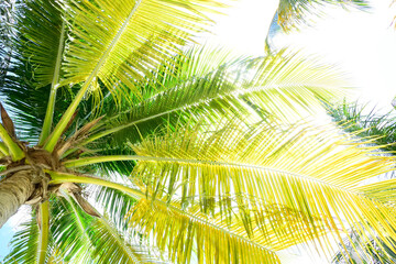 Fototapeta premium COCONUT TREE