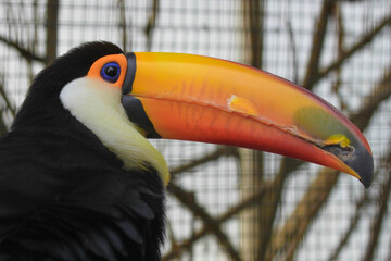close up of a toucan