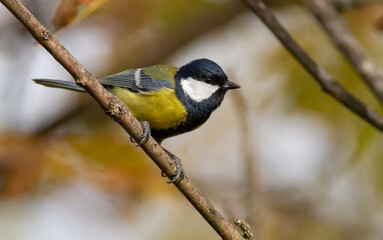Great tit, Parus major. In the morning in the forest, a bird sits on a tree branch.