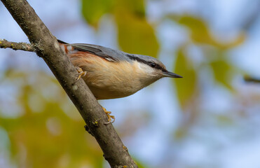 Eurasian nuthatch, Sitta europaea. A bird sitting on a branch.