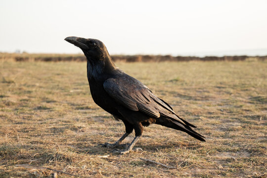 Black raven and black carrion crow, stands on the ground and looks