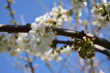 branch of a cherry tree