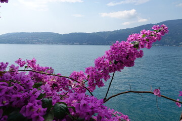Bougainvillea am Lago Maggiore