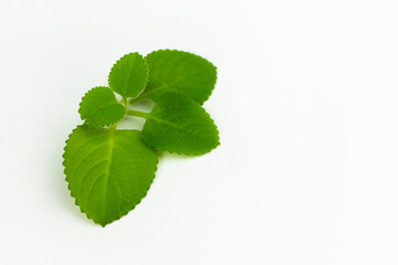 Herb (Plectranthus amboinicus) on white background
