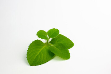 Herb (Plectranthus amboinicus) isolated on white background