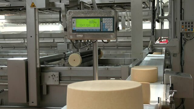 Weighing cheese heads. Checkweighers. Traditional cheese making in modern technologies. Cheese production workshop in a dairy factory. Conveyor line at the dairy plant
