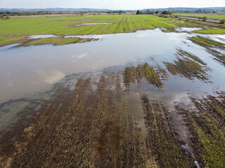 Flooded wheat after a downpour. Destruction of farm crops.