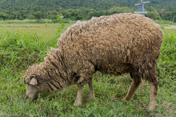 Close up brown dirty sheep standing alone in the grass field isolated from animals crowd, with the green forest full of fertile trees as the background, portrait not shower dirt sheep