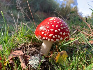 Red and white spotted toadstool mushroom