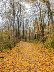 Path in the woods covered in yellow leaves in autumn