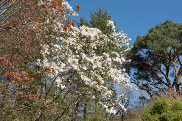 Spring Flowering White Flowers on a Northern Japanese Magnolia Tree (Magnolia kobus) Growing in a Woodland Garden in Rural Devon, England, UK