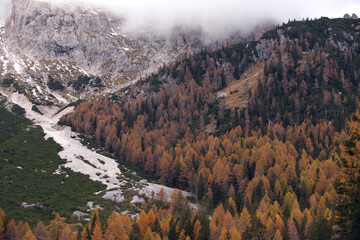 lo spettacolo dell'autunno, il bosco si tinge di colori che variano dal giallo al rosso fino ad arrivare alla prima neve delle montagne