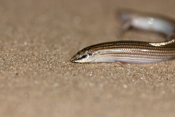 sand lizard in a close portrait
