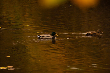wild ducks floating in the pond