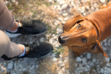Wiener dog portrait with owner