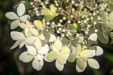 White hydrangea in the garden