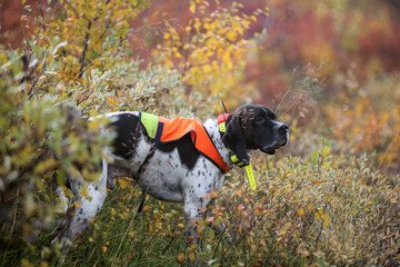 Dog english pointer