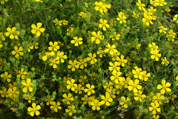 Fototapeta premium In nature grows potentilla