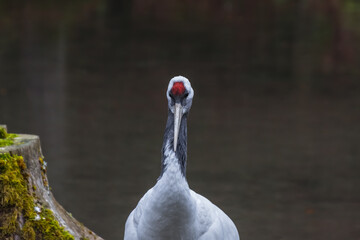Obraz premium single manchurian crane looks in the camera