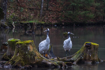two manchurian crane at tree trunks on a pond