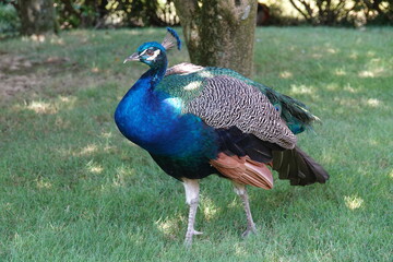 Obraz premium Blauer Pfau im Park