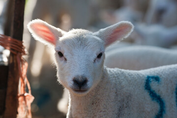 Fototapeta premium New born Lleyn lamb portrait at lambing time
