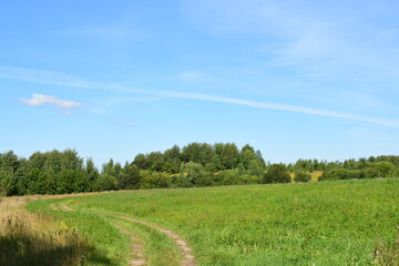landscape with grass and sky