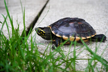 A small snail-eating turtle slowly crawling across the white concretes covered with grasses